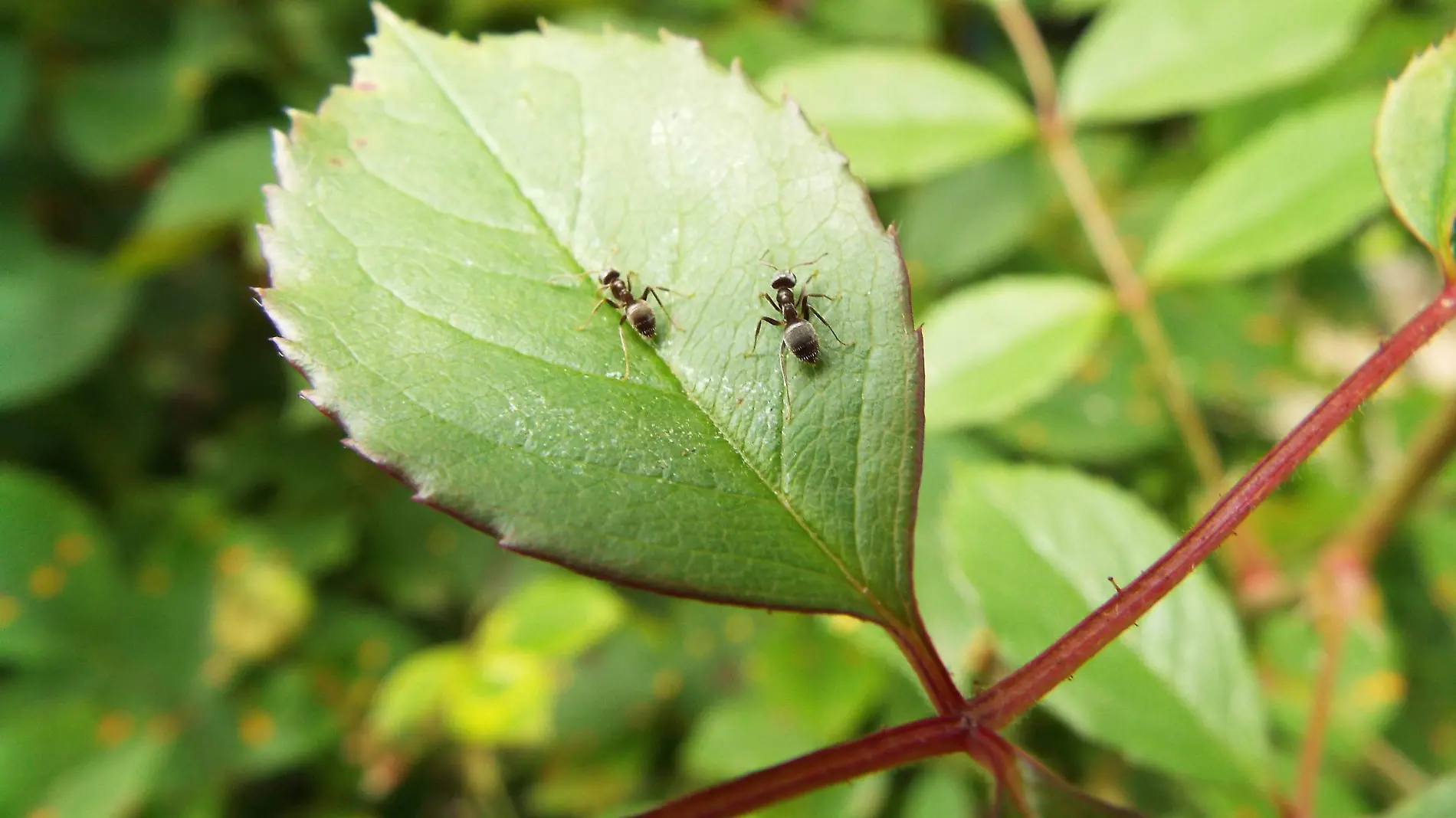 Trucos para eliminar las hormigas que están en las plantas